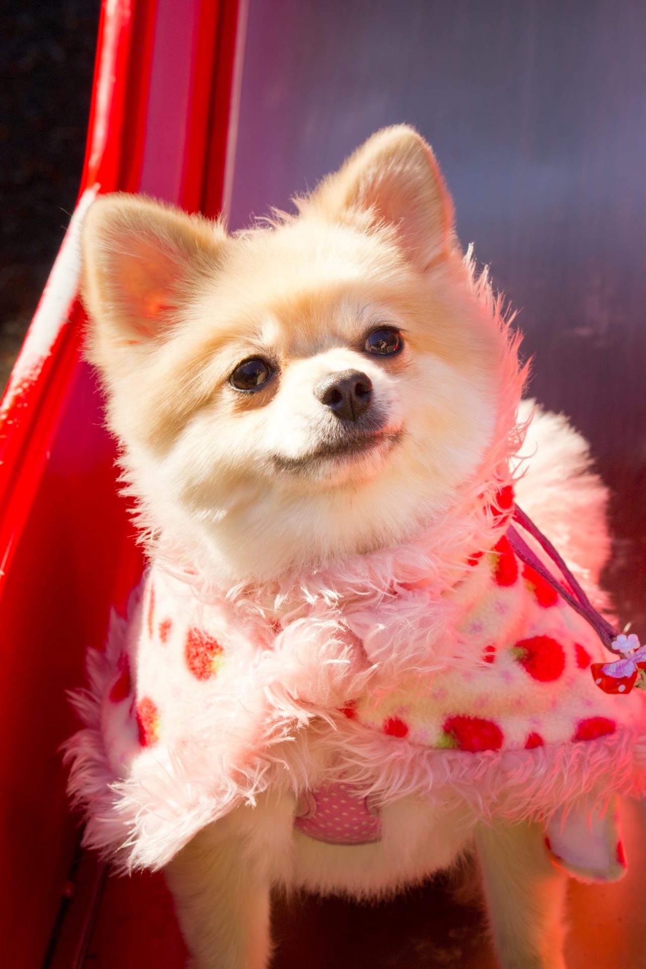 龍之介のんびりゆったり